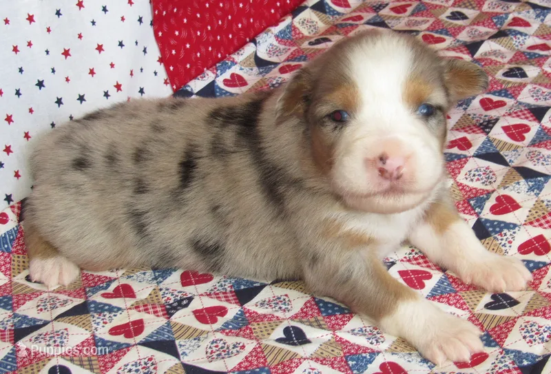 Finn BMM No Dock NBT AKC – Australian Shepherd puppy for sale in Lynchburg, VA