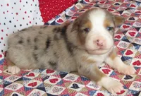 Finn BMM No Dock NBT AKC, a male Australian Shepherd for sale in Lynchburg, VA – 1 of 9
