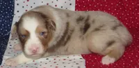 Poppy RMF NO Dock Tail NBT, a female Australian Shepherd for sale in Lynchburg, VA – 3 of 10