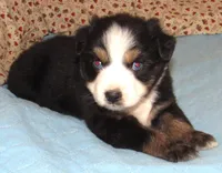 Marva AKC BTF NBT, a female Australian Shepherd for sale in Lynchburg, VA – 10 of 10