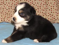 Zinnea BTF AKC, a female Australian Shepherd for sale in Lynchburg, VA – 5 of 10
