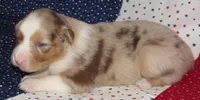 Poppy RMF NO Dock Tail NBT, a female Australian Shepherd for sale in Lynchburg, VA – 6 of 10