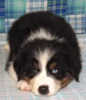 Gus BTM NO Dock NBT AKC, a male Australian Shepherd for sale in Lynchburg, VA – 4 of 10
