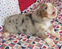 Finn BMM No Dock NBT AKC, a male Australian Shepherd for sale in Lynchburg, VA – 9 of 9