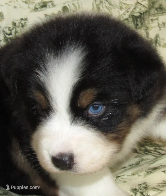 Gus BTM NO Dock NBT AKC – Australian Shepherd puppy for sale in Lynchburg, VA