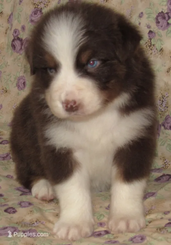 Millee RTF NO Dock NBT AKC – Australian Shepherd puppy for sale in Lynchburg, VA