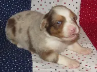 Poppy RMF NO Dock Tail NBT, a female Australian Shepherd for sale in Lynchburg, VA – 8 of 10