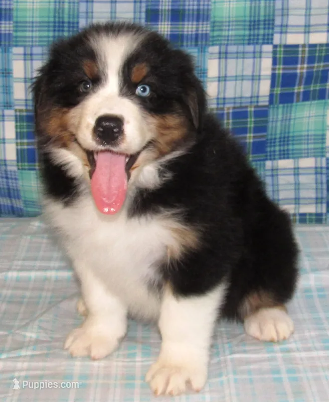Gus BTM NO Dock NBT AKC – Australian Shepherd puppy for sale in Lynchburg, VA