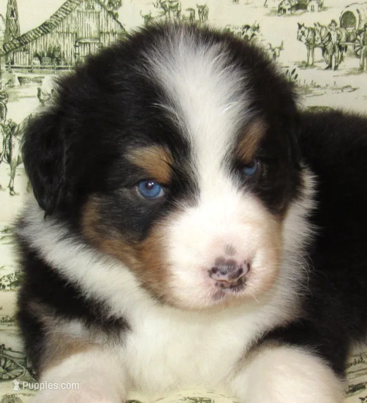 Mystic BTM AKC – Australian Shepherd puppy for sale in Lynchburg, VA