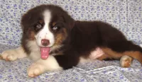 Millee RTF NO Dock NBT AKC, a female Australian Shepherd for sale in Lynchburg, VA – 7 of 7