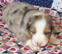 Finn BMM No Dock NBT AKC, a male Australian Shepherd for sale in Lynchburg, VA – 3 of 9