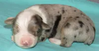 Yarra, a male Australian Shepherd for sale in Lynchburg, VA – 6 of 10