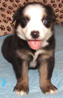 Animal  BTM NBT, a male Australian Shepherd for sale in Lynchburg, VA – 8 of 10
