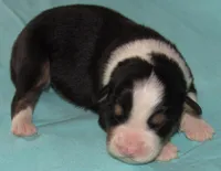 Mystic BTM AKC, a male Australian Shepherd for sale in Lynchburg, VA – 4 of 10