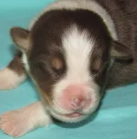 Bentley NBT AKC Purebred, a male Australian Shepherd for sale in Lynchburg, VA – 4 of 8