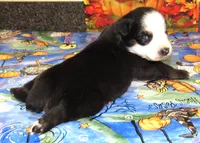 Animal, a male Australian Shepherd for sale in Lynchburg, VA – 2 of 10