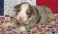 Finn BMM No Dock NBT AKC, a male Australian Shepherd for sale in Lynchburg, VA – 6 of 9