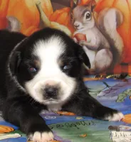 Mirri, a female Australian Shepherd for sale in Lynchburg, VA – 4 of 10