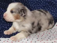 Stella BMF NO Dock NBT AKC, a female Australian Shepherd for sale in Lynchburg, VA – 9 of 9