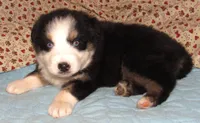 Marinda  AKC BTF NBT, a female Australian Shepherd for sale in Lynchburg, VA – 2 of 10