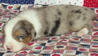 Yarra  AKC BMM, a male Australian Shepherd for sale in Lynchburg, VA – 5 of 10