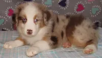 KoKo RMF AKC, a female Australian Shepherd for sale in Lynchburg, VA – 7 of 10