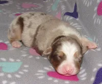 Poppy RMF NO Dock Tail NBT, a female Australian Shepherd for sale in Lynchburg, VA – 3 of 9
