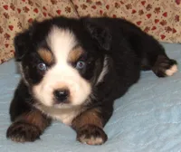 Marva AKC BTF NBT, a female Australian Shepherd for sale in Lynchburg, VA – 5 of 10