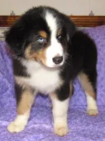 Mystic BTM AKC, a male Australian Shepherd for sale in Lynchburg, VA – 9 of 10