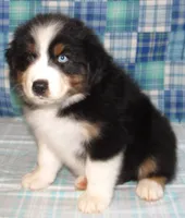 Gus BTM NO Dock NBT AKC, a male Australian Shepherd for sale in Lynchburg, VA – 6 of 10