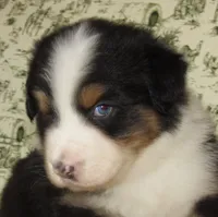 Mystic BTM AKC, a male Australian Shepherd for sale in Lynchburg, VA – 5 of 10