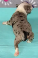 Yarra, a male Australian Shepherd for sale in Lynchburg, VA – 7 of 10