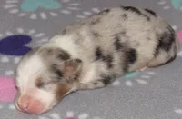 Stella BMF NO Dock NBT AKC, a female Australian Shepherd for sale in Lynchburg, VA – 5 of 10