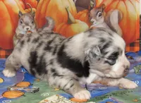 Briar, a female Australian Shepherd for sale in Lynchburg, VA – 8 of 9
