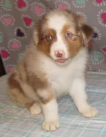 Poppy RMF NO Dock Tail NBT, a female Australian Shepherd for sale in Lynchburg, VA – 6 of 10