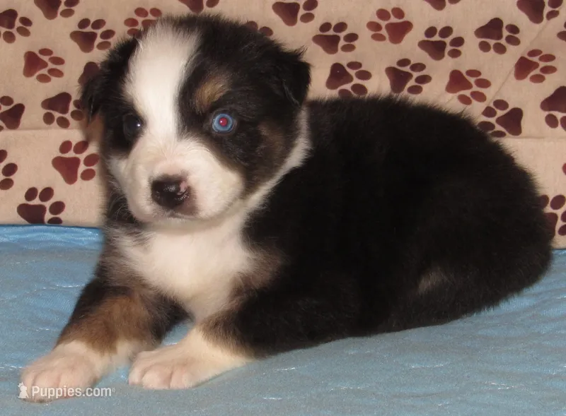 Odin AKC  NBT – Australian Shepherd puppy for sale in Lynchburg, VA