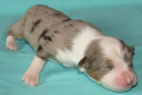 Yarra, a male Australian Shepherd for sale in Lynchburg, VA – 3 of 10