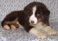 Millee RTF NO Dock NBT AKC, a female Australian Shepherd for sale in Lynchburg, VA – 2 of 7