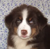 Millee RTF NO Dock NBT AKC, a female Australian Shepherd for sale in Lynchburg, VA – 3 of 7