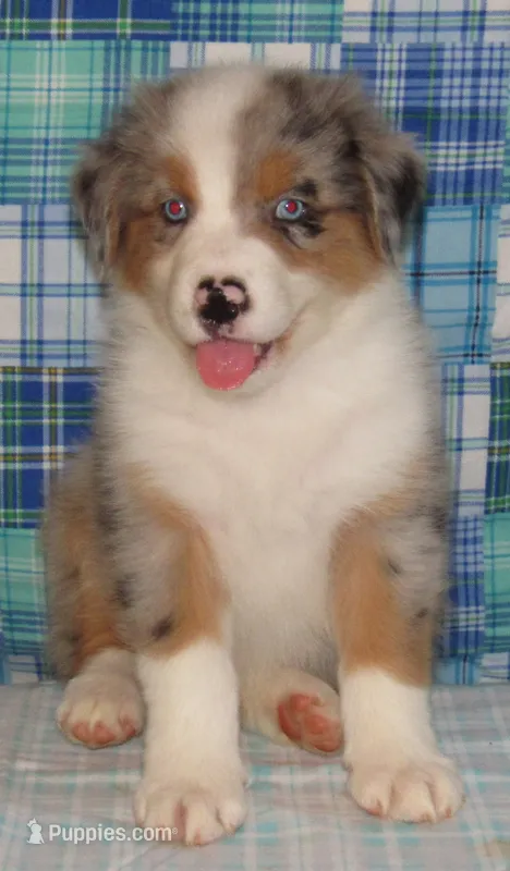 Yarra  AKC BMM – Australian Shepherd puppy on hold in Lynchburg, VA