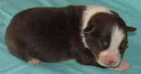 Bentley NBT AKC Purebred, a male Australian Shepherd for sale in Lynchburg, VA – 2 of 8