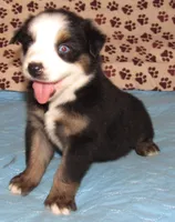 Animal  BTM NBT, a male Australian Shepherd for sale in Lynchburg, VA – 6 of 10