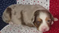 Poppy RMF NO Dock Tail NBT, a female Australian Shepherd for sale in Lynchburg, VA – 2 of 10