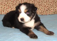 Marva AKC BTF NBT, a female Australian Shepherd for sale in Lynchburg, VA – 6 of 10