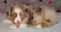Poppy RMF NO Dock Tail NBT, a female Australian Shepherd for sale in Lynchburg, VA – 10 of 10