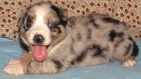Briar  AKC BMF, a female Australian Shepherd for sale in Lynchburg, VA – 3 of 10