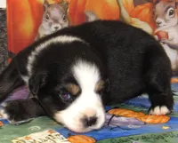 Marva NBT, a female Australian Shepherd for sale in Lynchburg, VA – 3 of 9