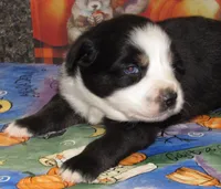 Mirri, a female Australian Shepherd for sale in Lynchburg, VA – 7 of 10