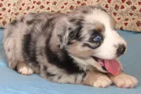 Briar  AKC BMF, a female Australian Shepherd for sale in Lynchburg, VA – 7 of 10