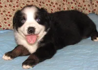 Mirri AKC  BTF, a female Australian Shepherd for sale in Lynchburg, VA – 6 of 10
